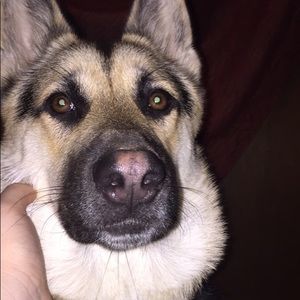 Meet your Posher, Shelby